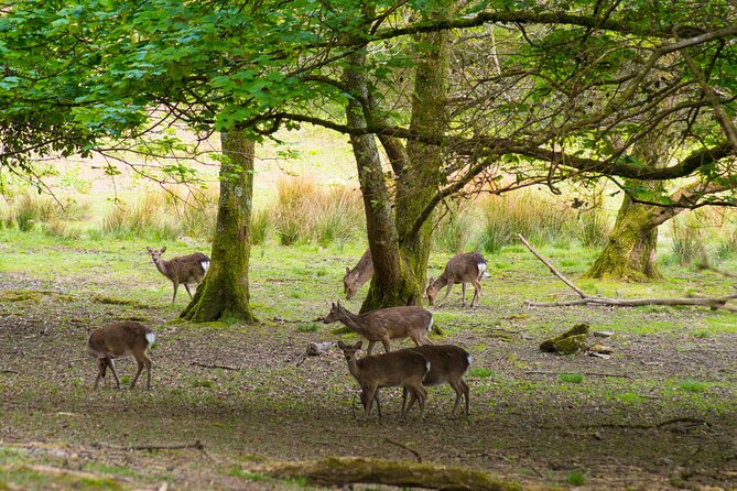 Visit Innisfallen Island - Why Innisfallen Island makes a good short outing