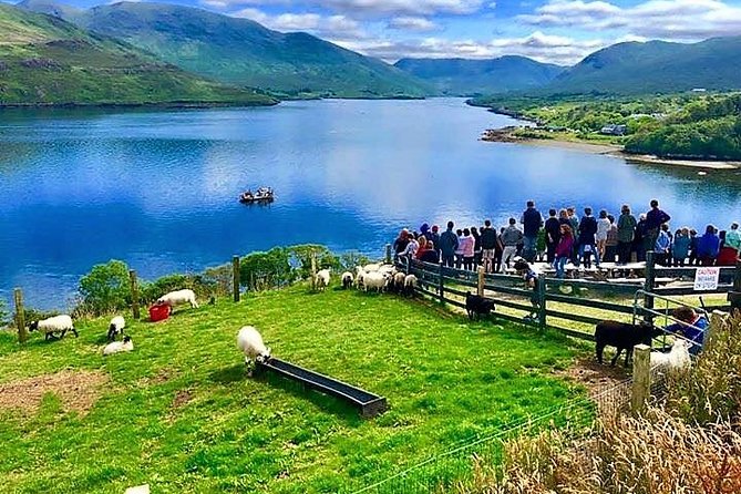 Visit traditional working sheep farm with sheepdog demo. Galway. - Arriving at Killary Sheep Farm