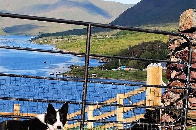 Visit traditional working sheep farm with sheepdog demo. Galway. - Lambs, bottles, and the farm’s softer side