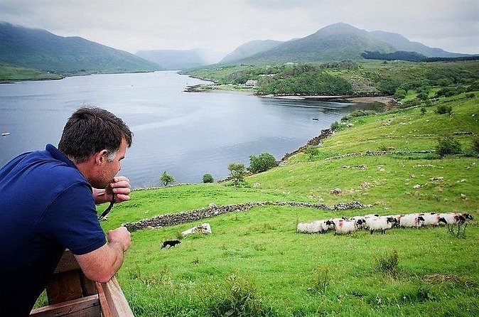 Visit traditional working sheep farm with sheepdog demo. Galway. - Traditional shearing from June through August