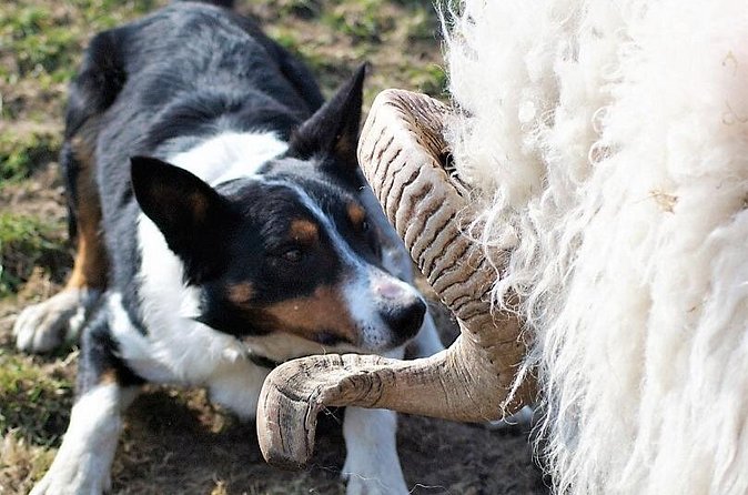 Visit traditional working sheep farm with sheepdog demo. Galway. - How long does the experience really take?