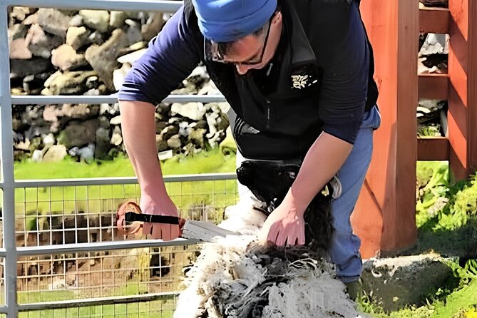 Visit traditional working sheep farm with sheepdog demo. Galway. - Watching Rex work the flock