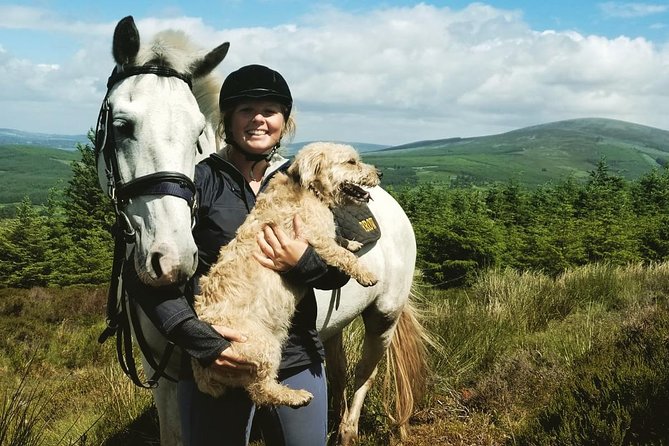 Wicklow Mountains Horse Trekking - The horses are part of the experience