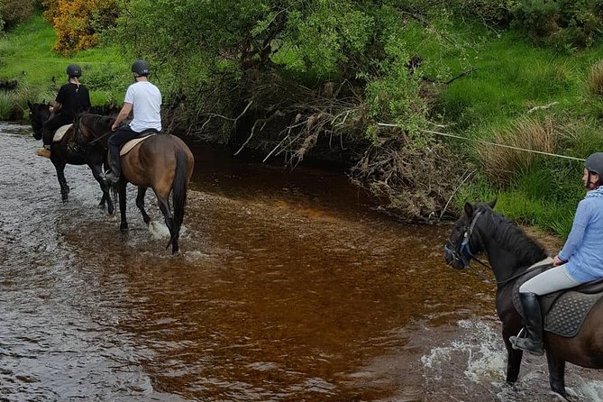 Wicklow Mountains Horse Trekking - Why a six-person group is worth the price