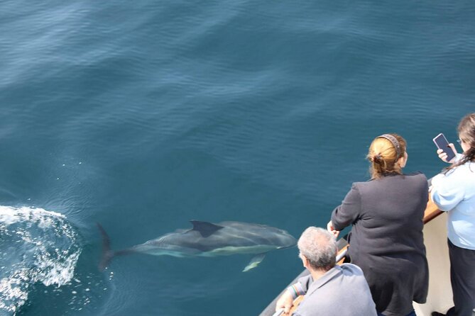 Wildlife Tour - Setting Out From Dingle’s Pier at 9:30 a.m.